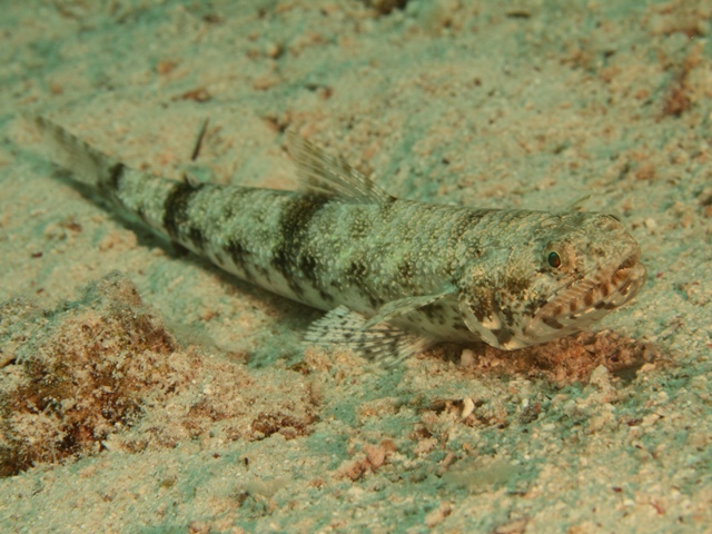 Saurida nebulosa